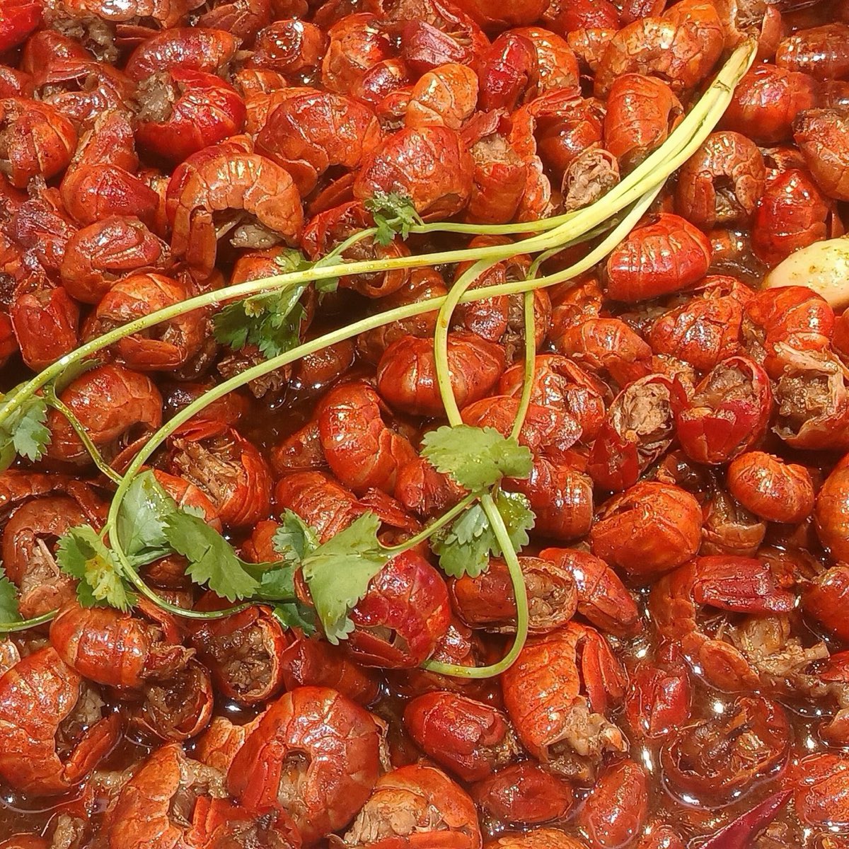 A huge pile of spicy braised crayfish (xiaolongxia) garnished with coriander